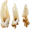 Oreille de mouton