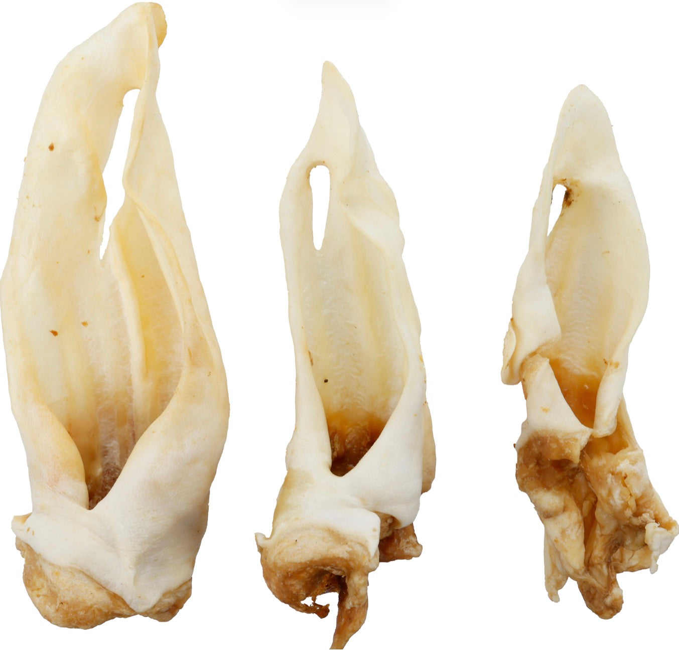 Oreille de mouton