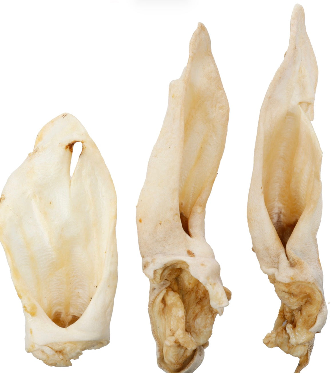 Oreille de chèvre